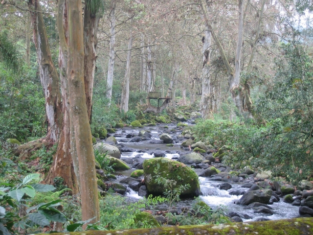 Woodland area with a stream running through