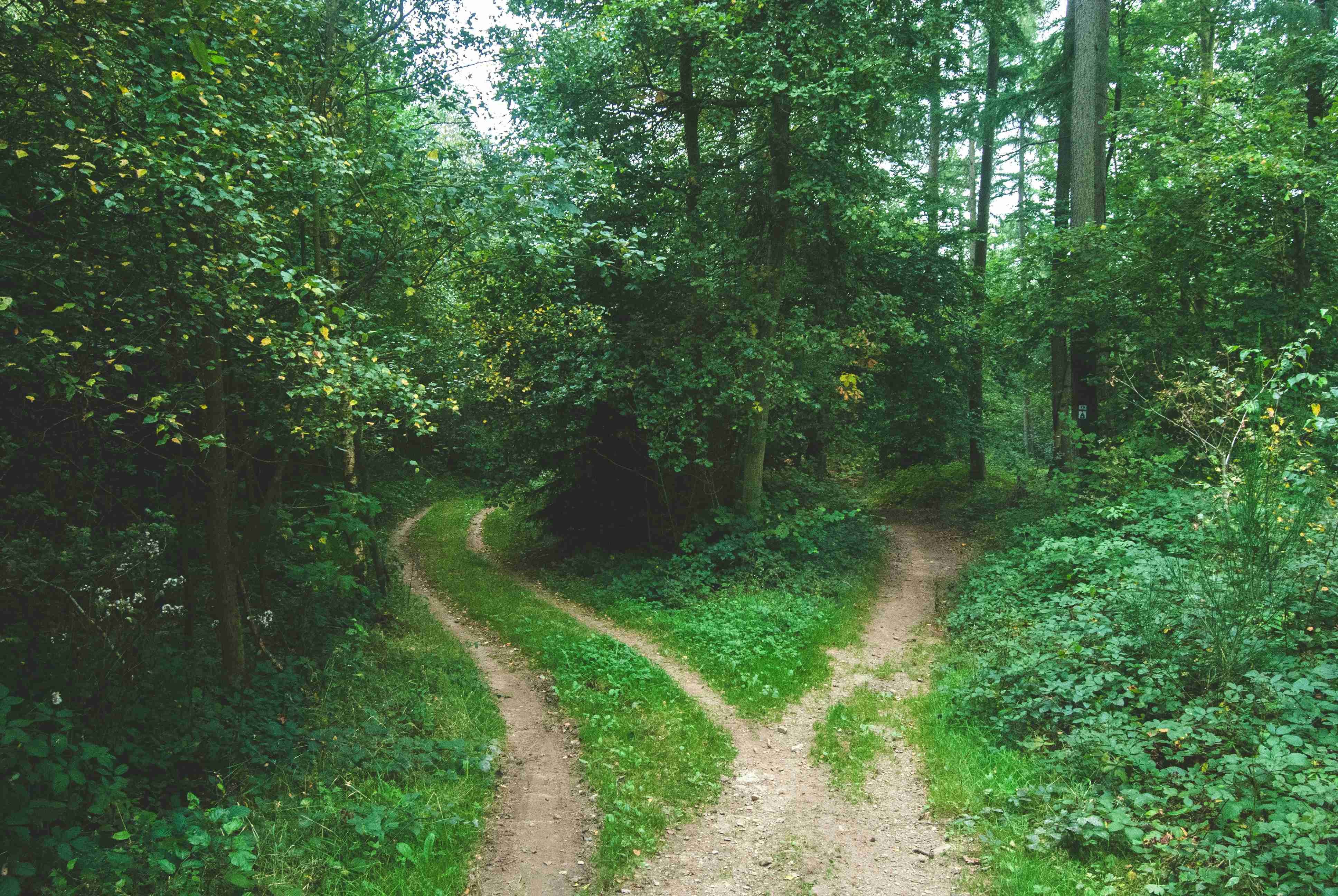 Two dirt paths diverging in a green forest.